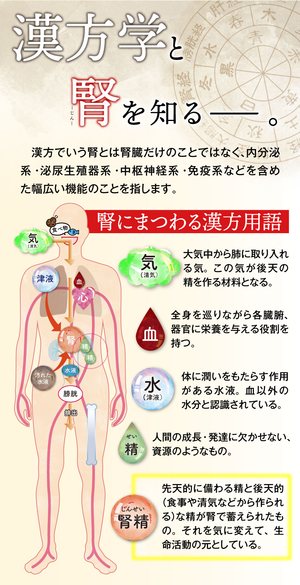 八味地黄丸説明